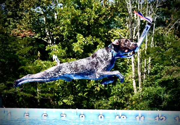 /Images/uploads/Southeast German Shorthaired Pointer Rescue/segspcalendarcontest/entries/31030thumb.jpg